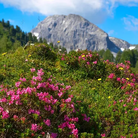 Alps 4-zimmer - 6 Lägenhet